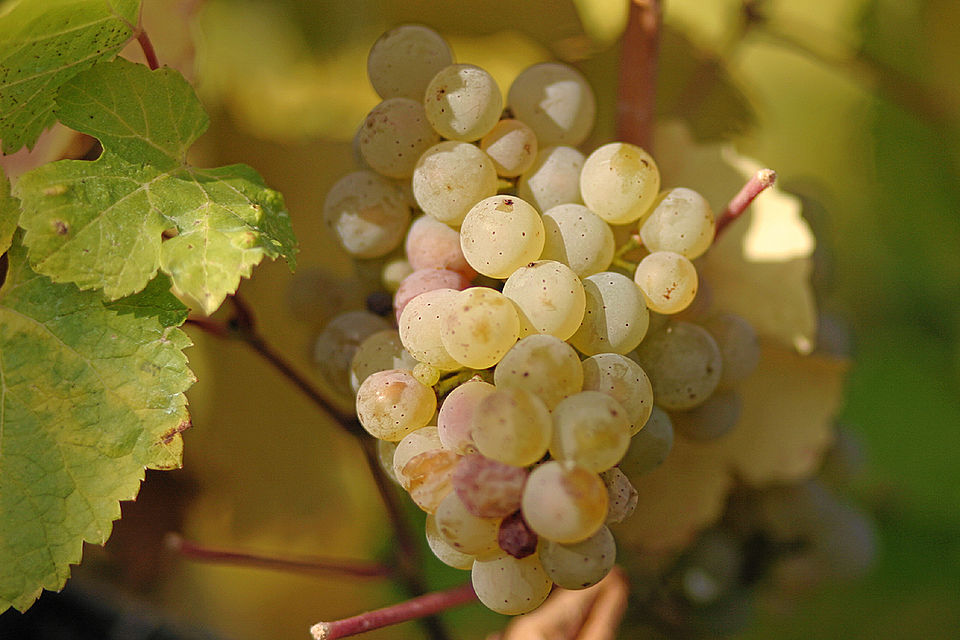 Riesling 2023