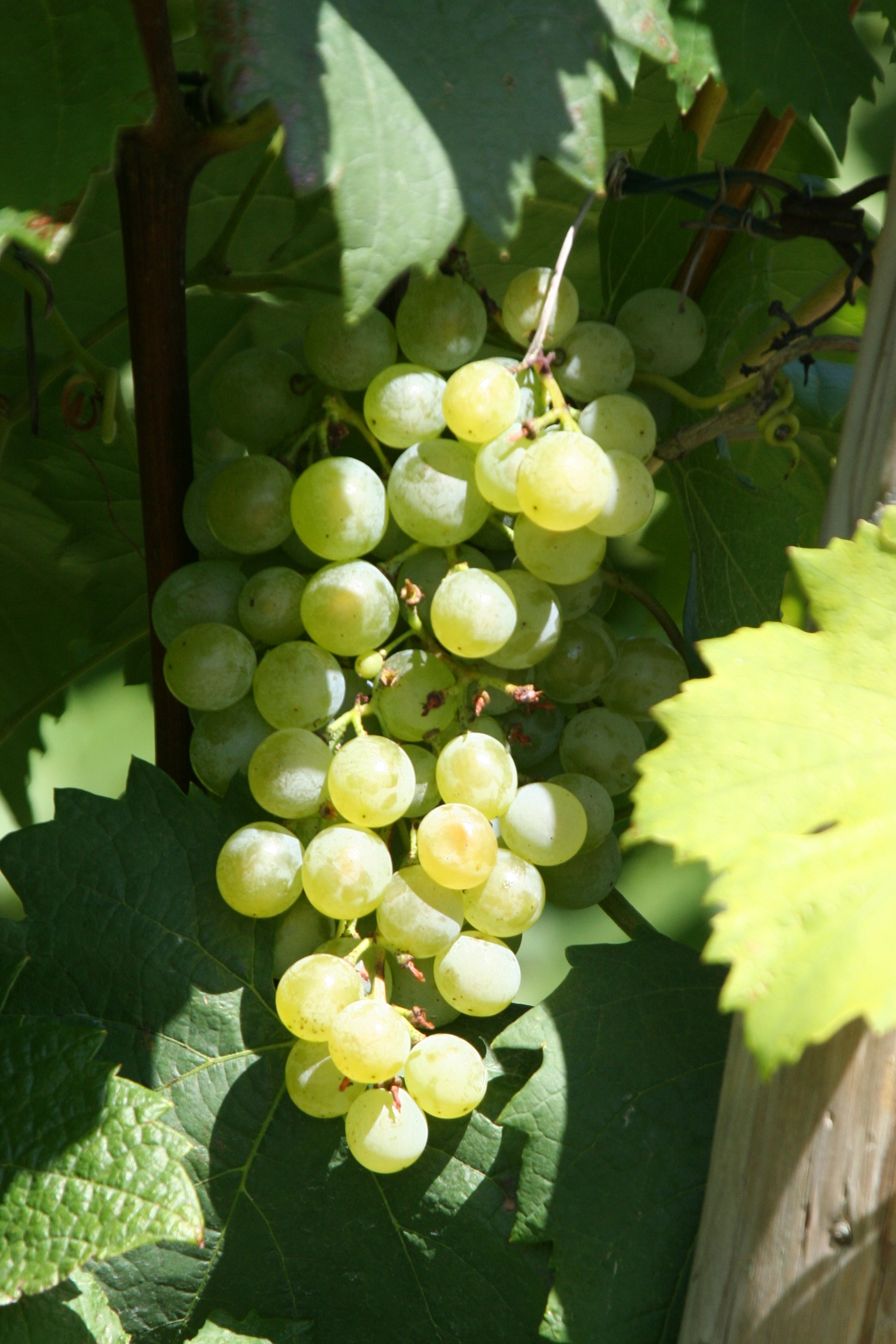 Grüner Veltliner 2024